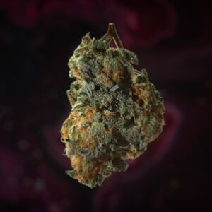 Homegrown Weed Starter Kit