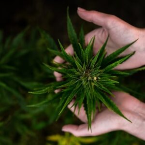 Marijuana Strain Guidebook
