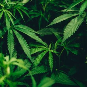 Cannabis Cultivation Tools