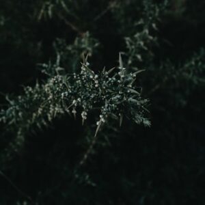 Sustainable Hemp Products