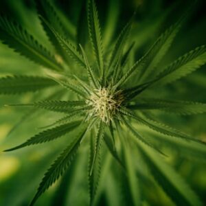 Marijuana Delivery Service