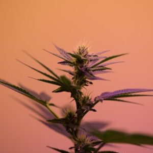 Cannabis Accessories Bundle